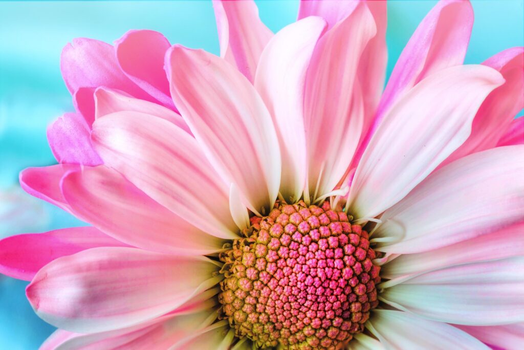 ブルーの背景にピンク色の花の画像