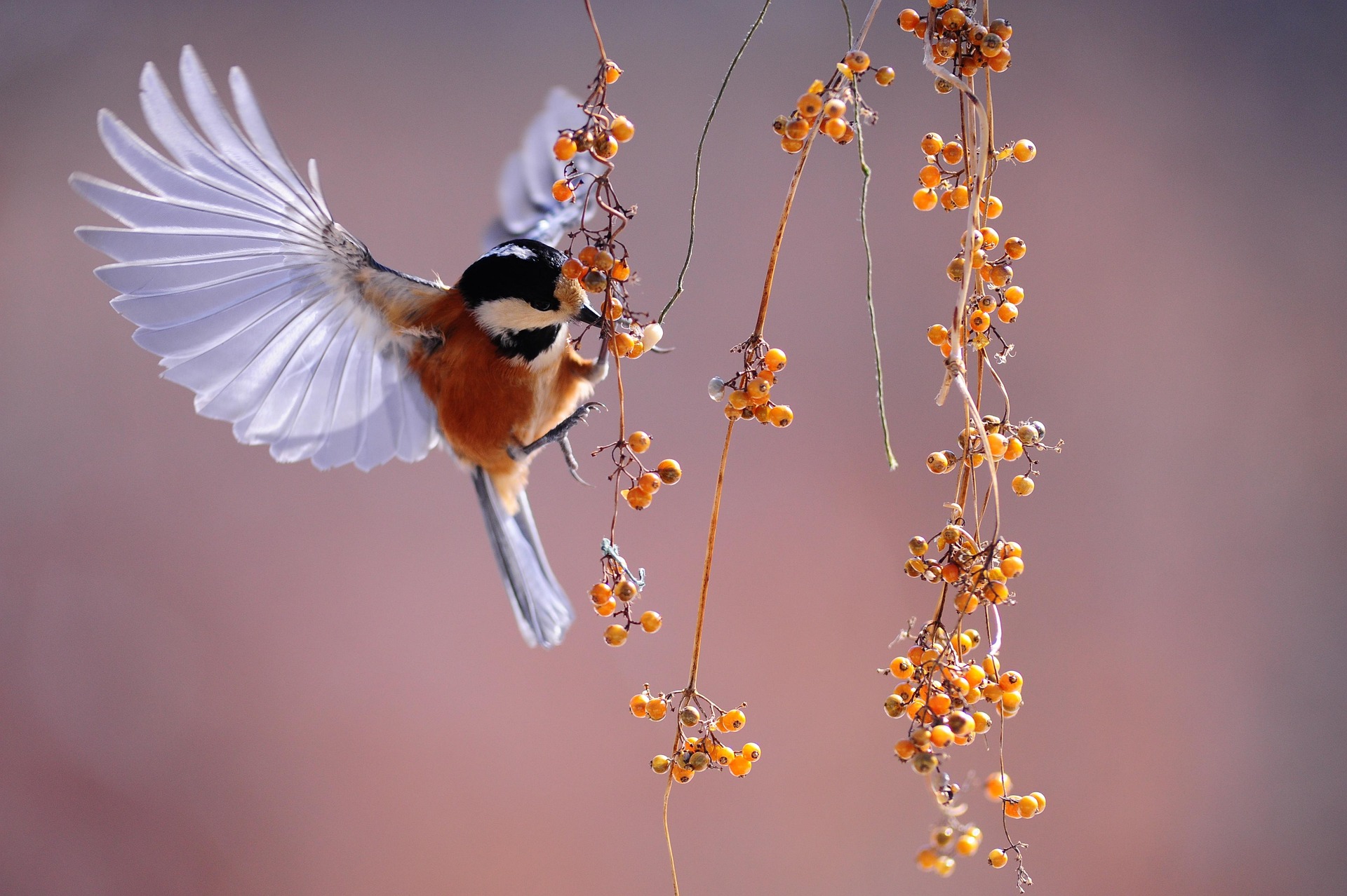 鳥の画像