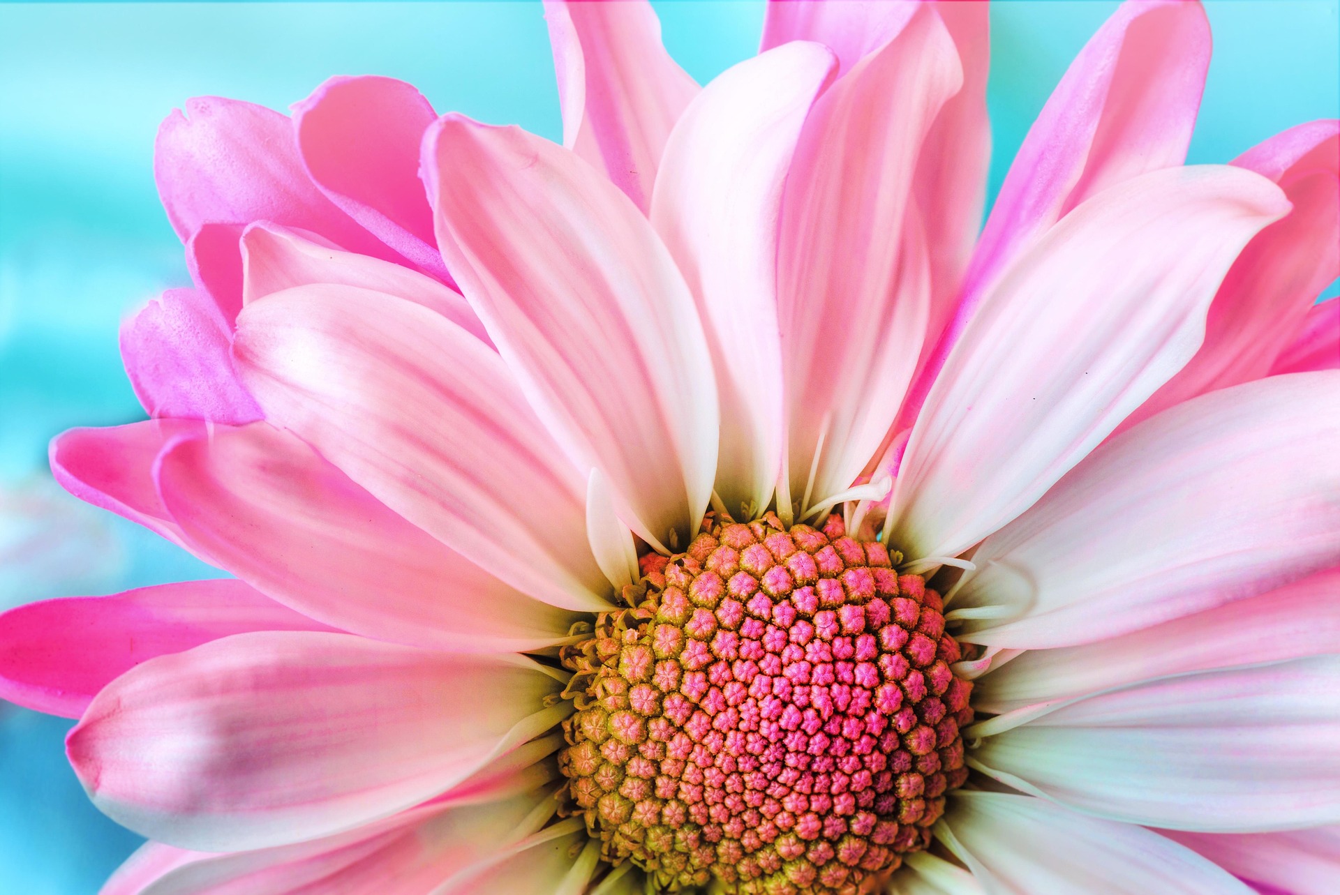 ブルーの背景にピンク色の花の画像